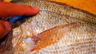 How to Make Sashimi & Nigiri Sushi Tutorial (Porgy Fish) - Catch and Cook-a1zD4hyka3Y