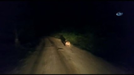 Ayı, Köy Yolunda Önüne Çıkan Aracı Böyle Taşladı