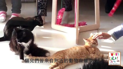 Kit Tea Cafe in San Francisco