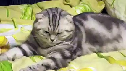 cat fallig a sleep (funny head drop)