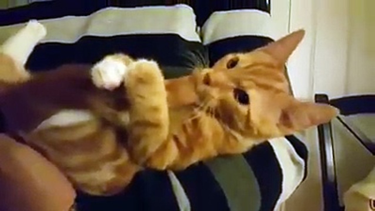ginger tabby cat sucking on it's own tail