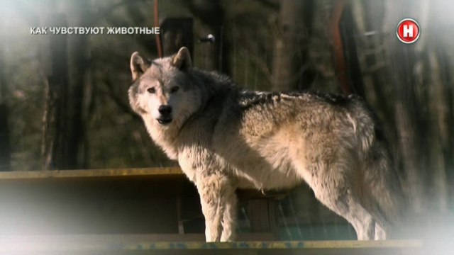 Животные тоже люди 1 серия Как чувствуют животные (2017)