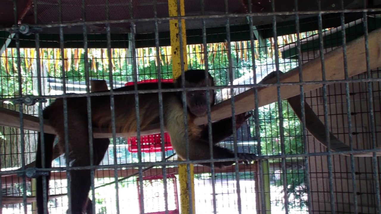 Cute monkey seems sad and tired