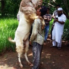 bakra songs