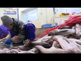 용대리 황태가 만들어지는 법 공개! [광화문의 아침] 405회 20170119