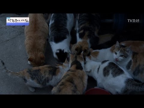 길고양이 12마리 키우는 할아버지 [광화문의 아침] 405회 20170119
