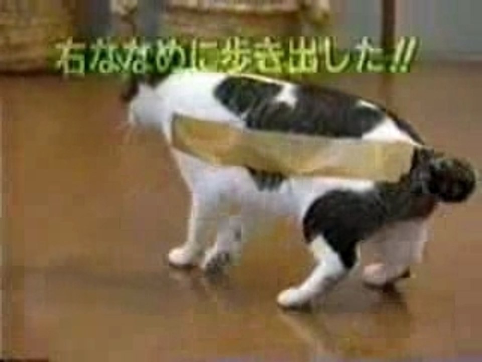 Ne scotchez pas votre chat !