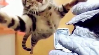 FUNNY CATS  BEST Funny Cats Compilation [Epic Laughs]