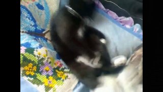 Funny Videos 2017 - Funny Cats Video - Funny Cat Videos Ever - Funny Animals - Funny Fails 4