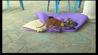 Funny Videos 2017 - Funny Cats Video - Funny Cat Videos Ever - Funny Animals - Funny Fails