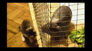 Funny Videos 2017- Funny Cats Video - Funny Cat Videos Ever - Funny Animals - Funny Fails 5