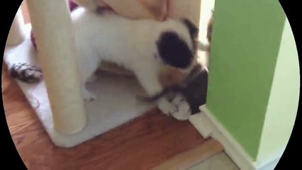 Funny Videos 2017- Funny Cats Video - Funny Cat Videos Ever - Funny Animals - Funny Fails