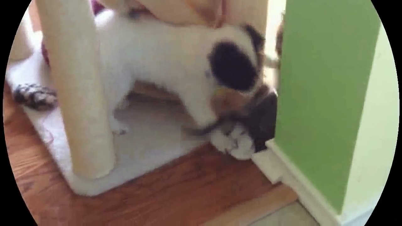 Funny Videos 2017- Funny Cats Video - Funny Cat Videos Ever - Funny Animals - Funny Fails