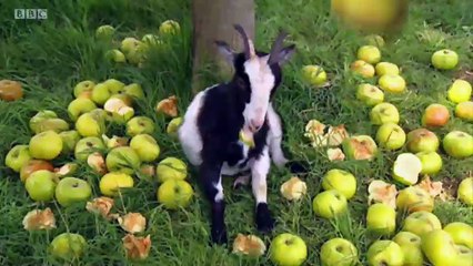 Big Barn Farm - S1E18. Touch the Sky