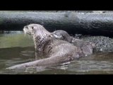 Otter Pup Learns to Swim at Oregon Zoo