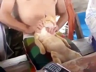 這喵星人也太爽了
