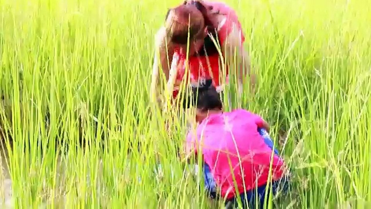 Amazing Fishing at Pailin Province - Cambodia Traditional Fishing - Khmer Net Fishing (Part 221)