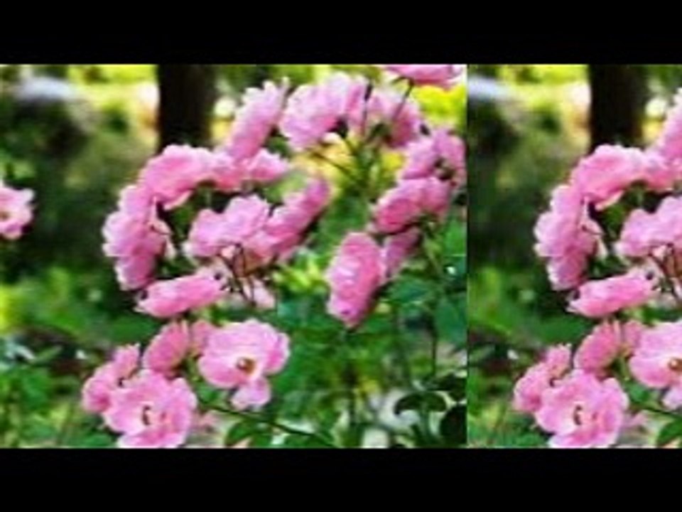 バラ通り(バラの花咲く道) 【バラの樹通り】 La Rue Des Rosiers  (ピア・コロンボ Pia Colombo) シャンソン / 訳詞初稿 Sima