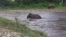 Un éléphant voit un homme se noyer et vient le sauver... Incroyable