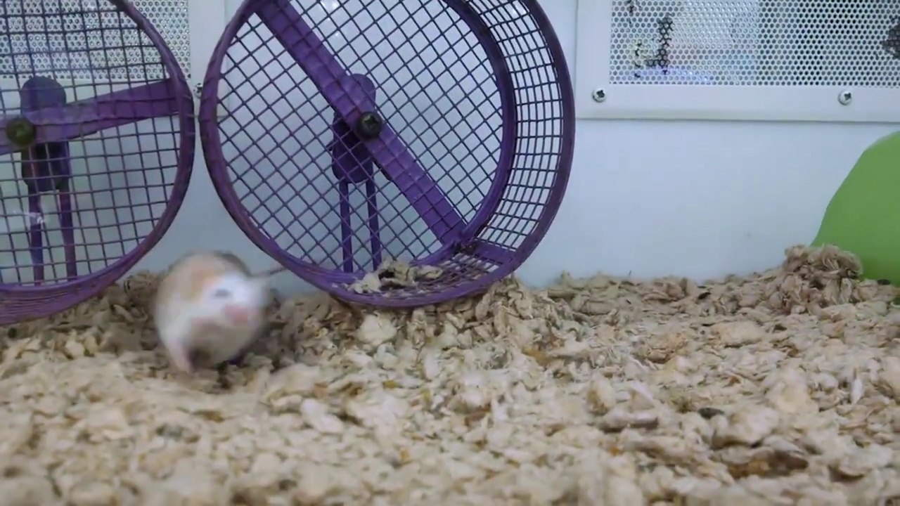 Quand nos animaux deviennent FOU... Compilation