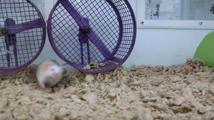 Quand nos animaux deviennent FOU... Compilation