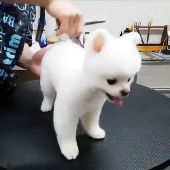 Cute Puppy Haircut