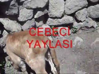 Sırrı deniz bu dağda