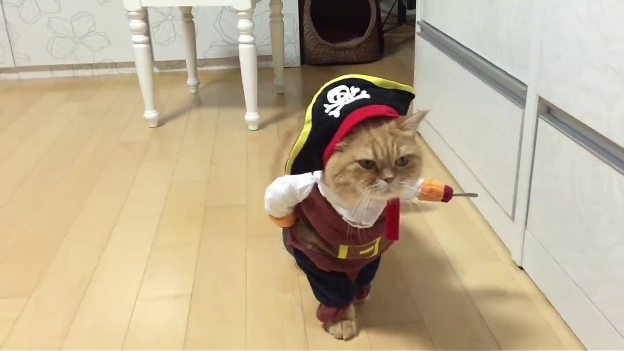 The Cat of The Pirates