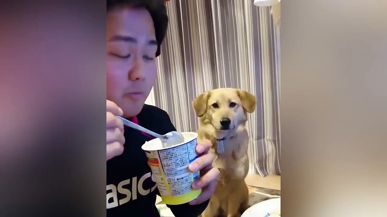 Canino quer um pouco do lanche, mas é discreto ao pedir.