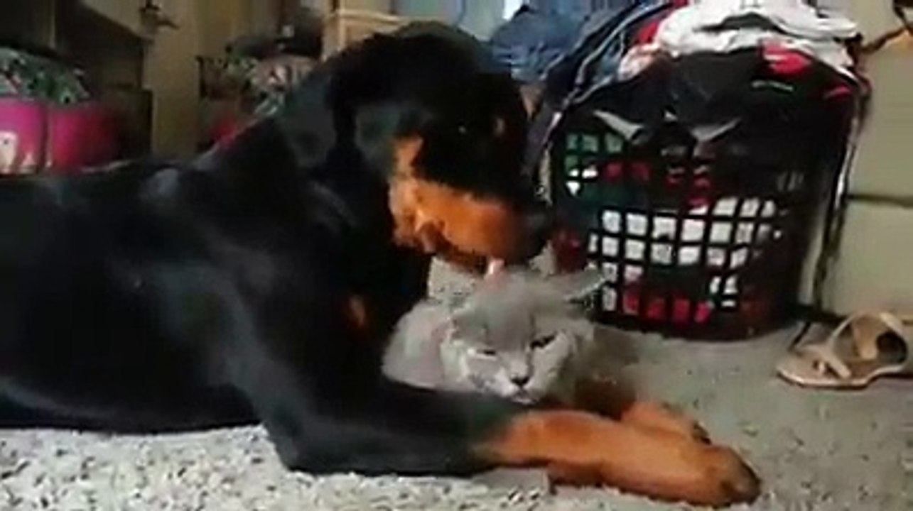 Pas i macka, ljubav :)