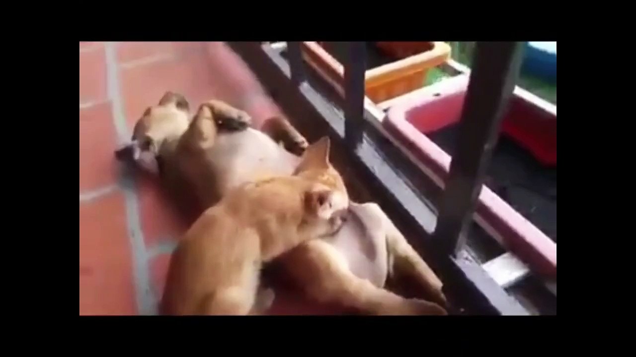 Dog and cat