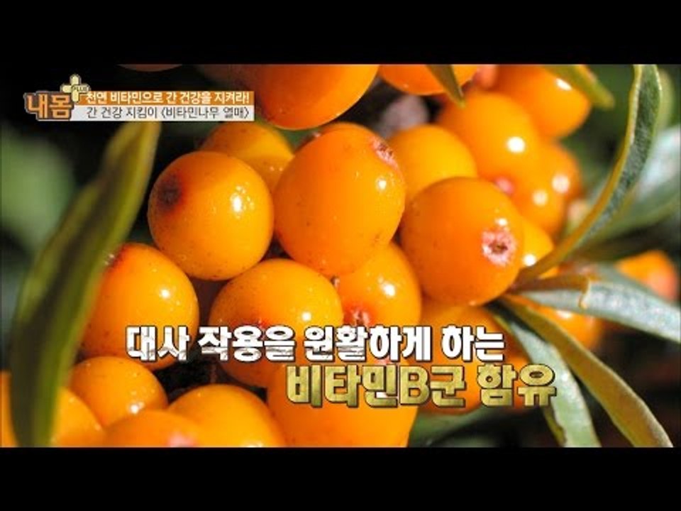 간 건강 지킴이! ‘비타민나무 열매’ [내 몸 플러스] 37회 20161218