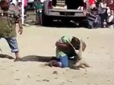 People attacked by animals Compilation Shocking Images 28min Animal Attack Compilation