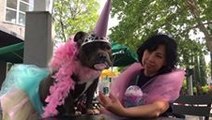 Sacramento Shelter Dog Tries a Starbucks Unicorn Frappuccino