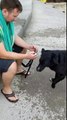 Hilarious Dog Throws Tantrum at Beach