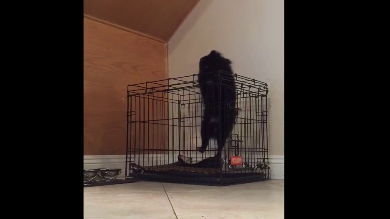 Ce chien s'échappe de sa cage !