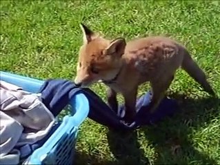 2 adopted foxes and the 'stepmom' dog
