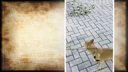 Des canetons qui n'ont peur de rien