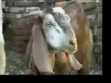 funny videos 2015 tagalog - Funny Bakra Animals Vid- Punjabi Dubbing Video 2017