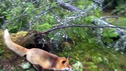 A Wild Fox And A Dog Met In The Woods...Next Is Going To Melt Your Heart