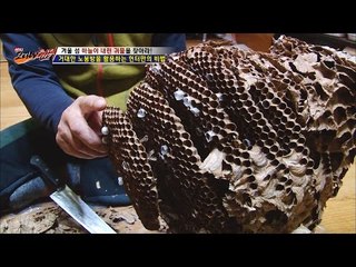 거대한 말벌집으로 무엇을 만들까? [뉴 코리아 헌터] 32회 20170109