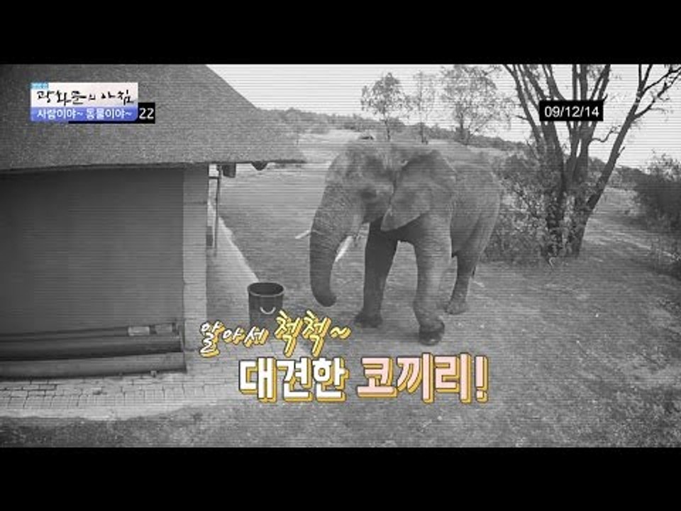 청소하는 환경미화 코끼리! [광화문의 아침] 398회 20170110