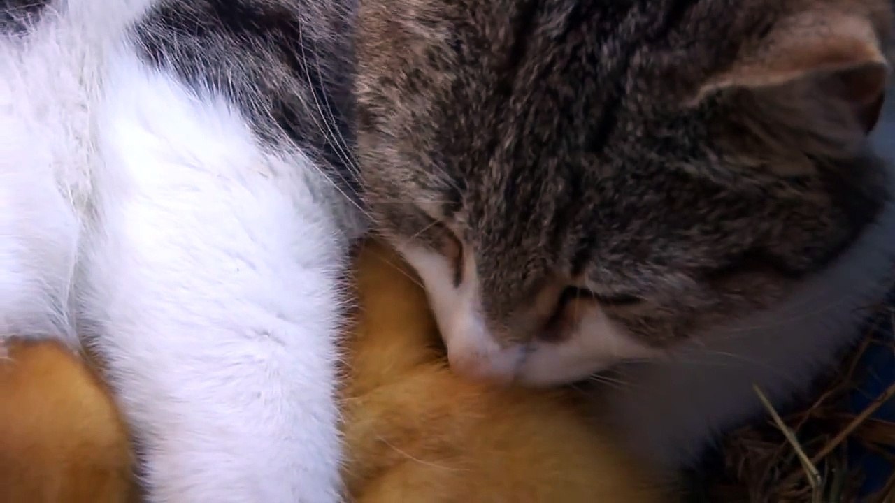AMAZING cat feeding ducklings!!!