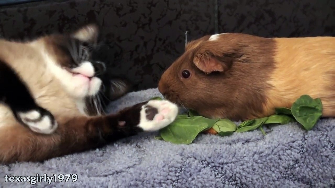 Amazing interspecies FRiENDS  Cat, rabbit, guinea pig and dog pit bull SHARKY. HelensPets.com