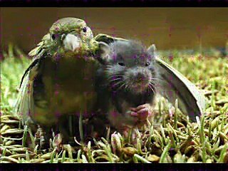 Animal Friends-come in all shapes and sizes