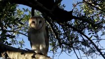 Animal Friendships, Cat and Owl