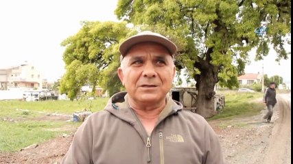 300 Yıllık Ağaç Koruma Altına Alındı