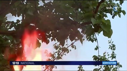 Les agriculteurs combattent le gel par tous les moyens