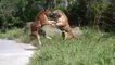 BEST ANIMAL FIGHT EVER Tigers fighting
