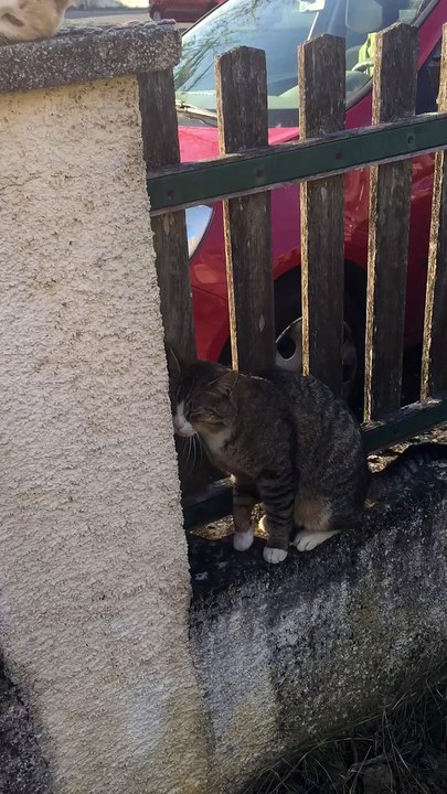 Mes animaux à la maison